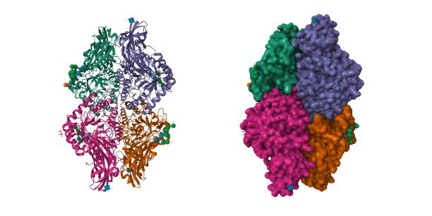 struktura ludzkiej beta-glukuronidazy - hydrolysis zdjęcia i obrazy z banku zdjęć