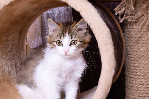 istock Funny kitten on the playground for cats 1681899661