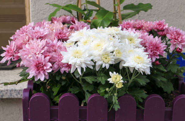 Crysanthemum, also sometimes known as mum flowers, is a favourite pot plant which symbolise devoted love, loyalty, happiness, longevity, and joy