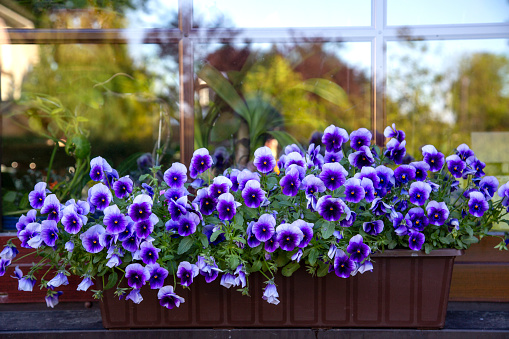 Many purple garden pansies (Viola) in a flower pot on the balcony
