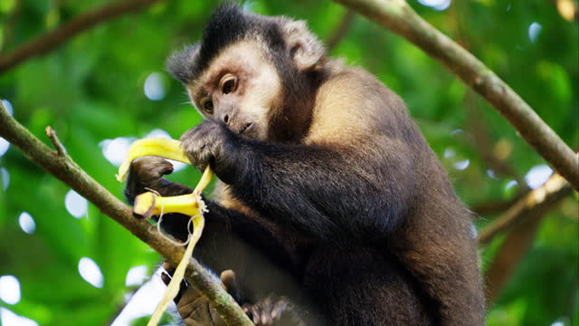 Monkey Eating Banana On Tree Branch