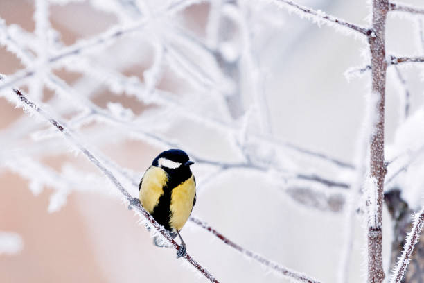 istock a little tit bird sits among tree branches covered with cold snow and hoarfrost crystals in a bright white winter park 1681920763