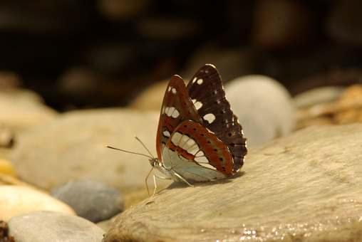 A butterfly with black and white colors opens its wings