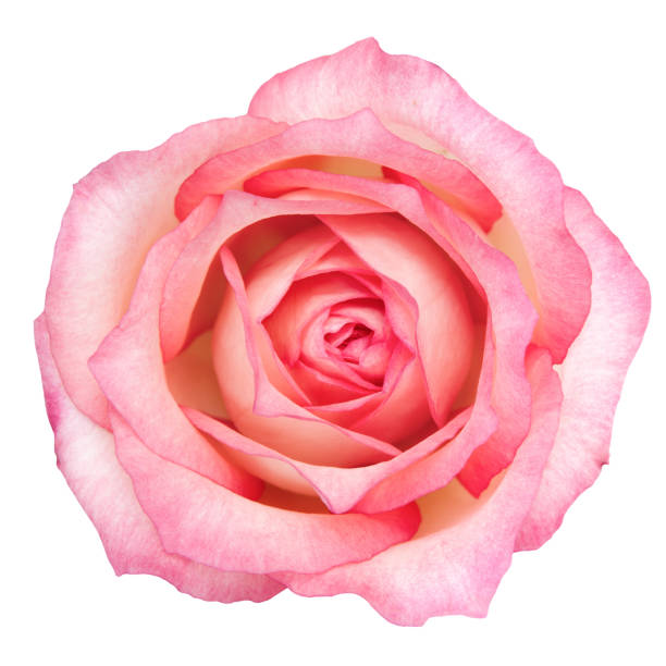 istock Beautiful Bright Pink Rose Flower isolated on white background. Studio lights. 1681961262