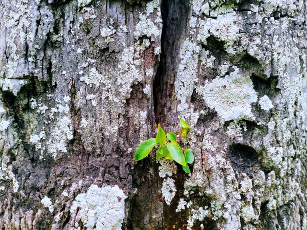 istock Characteristics of tree skin 1681961783