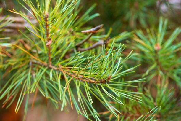 istock Pine branch close up. Pine branch with green needles 1681965014