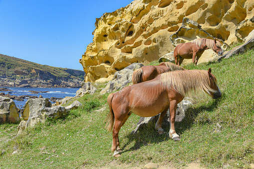 Caballos pastando bajo coloridas formaciones rocosas de arenisca en la costa vasca photo