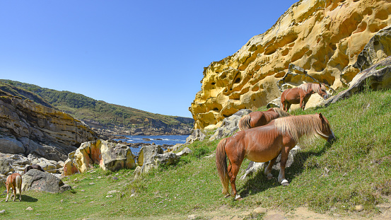 Gipuzkoa, Spain - 28 August, 2021:  Horses grazing beneath colorful sandstone rock formations on the Basque coast. Mount Jaizkibel, Hondarribia, Spain