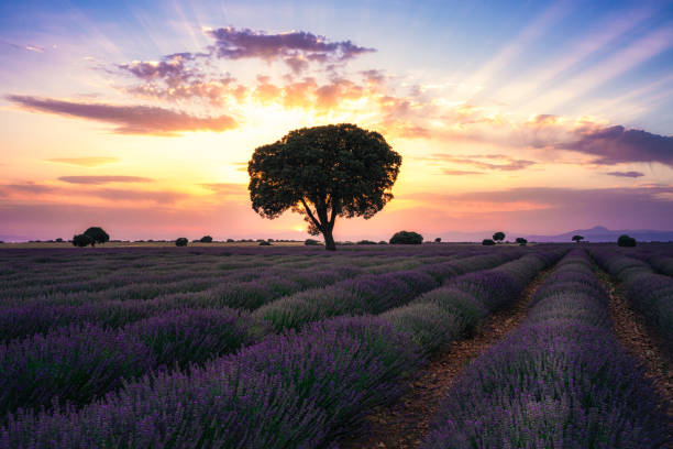 istock Lavender field in Guadalajara, Spain 1681978670