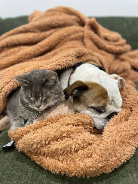 istock a dog and a gray cat wrapped in a blanket 1681983458