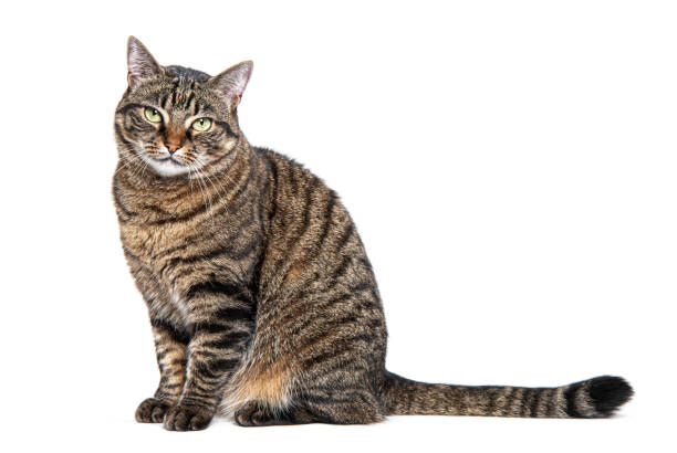 istock Tabby crossbreed cat sitting looking away with a defiant or questioning look, isolated on white 1681987264