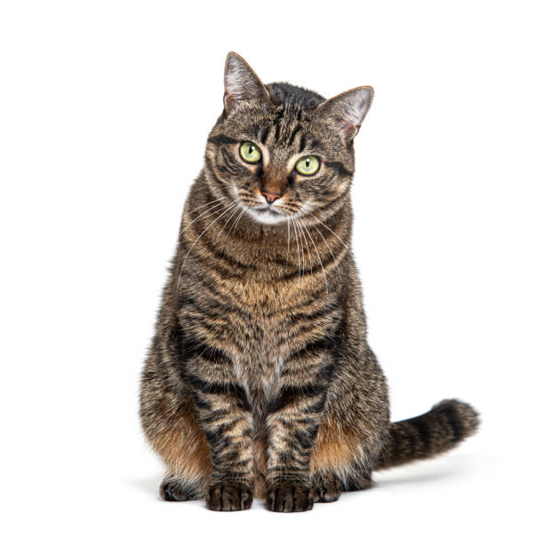 istock Tabby crossbreed cat sitting in front and looking at camera, isolated on white 1681987769