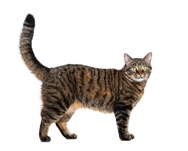 istock Side view of a Tabby crossbreed cat standing, isolated on white 1681987780