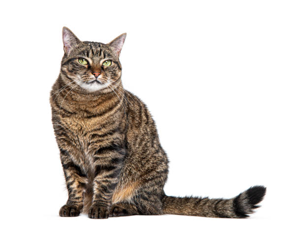 istock Tabby crossbreed cat waiting, sitting and looking at the camera, isolated on white 1681988286