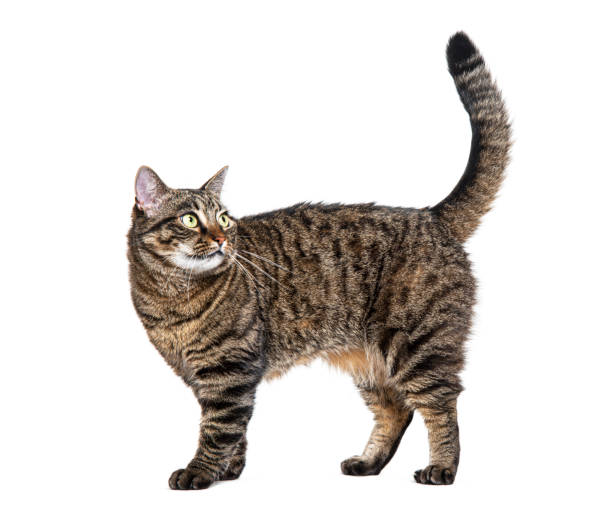 istock Side view of a Tabby crossbreed cat standing, isolated on white 1681988287