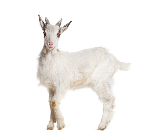 istock Young kid Girgentana goat, sicilian breed, isolated on white 1681989340