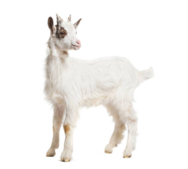 istock Young kid Girgentana goat, sicilian breed, isolated on white 1681989344