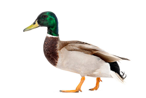 Side view of a Mallard Duck walking away, Anas platyrhynchos, isolated on white stock photo