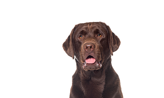 Head shot of a Panting Chocolate labrador looking away, isolated on white