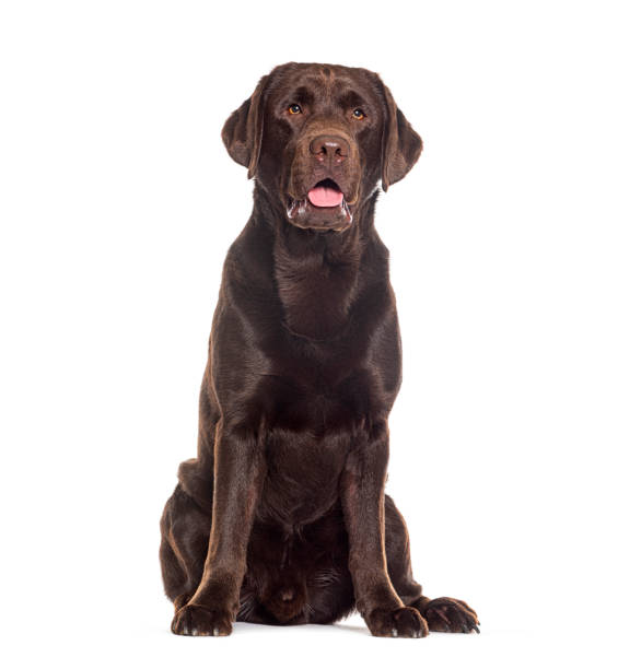 istock Sitting and Panting Chocolate labrador looking away, isolated on white 1681990430