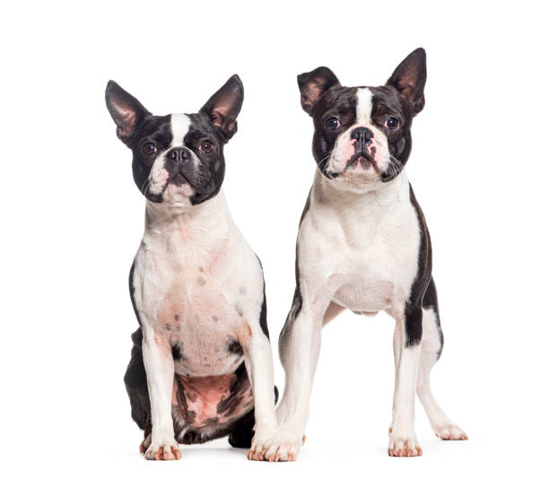 istock Two Boston terrier dogs together, isolated on white 1681990431