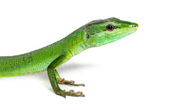 istock Side view of a Sakishima grass lizard with its long queue, Takydromus dorsalis, isolated on white 1681990784