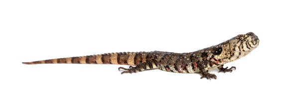 istock Portrait side view of a Chinese crocodile lizard, shinisaurus crocodilurus, isolated on white 1681990966