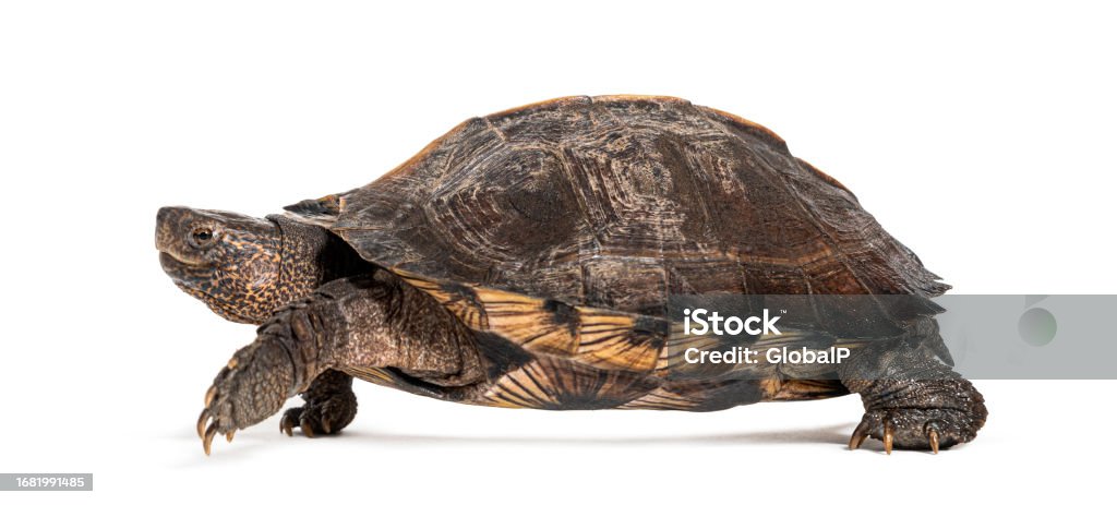 Side View Of A Giant Asian Pond Turtle Walking Away Heosemys Grandis