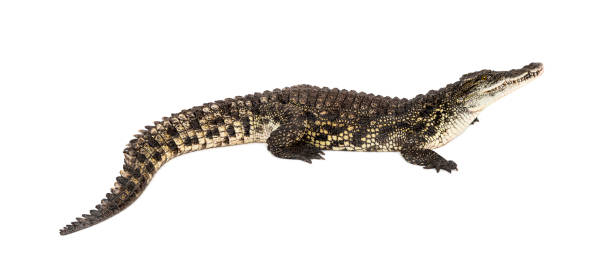 istock Nile crocodile, Crocodylus niloticus, isolated on white 1681991486
