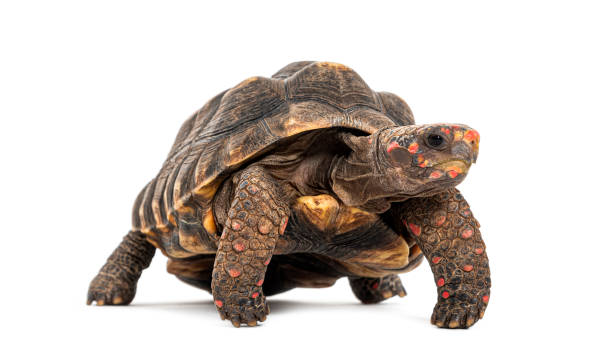 istock red-footed tortoise facing at the camera, Chelonoidis carbonarius, isolated on white 1681991998