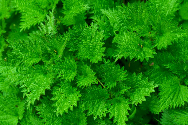 istock Photo wallpaper of young green nettle, spring 1681992005