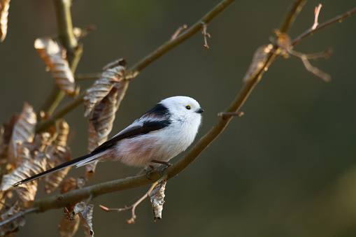 Goldfinch on a perch in the Autumn, garden wildlife photography in England