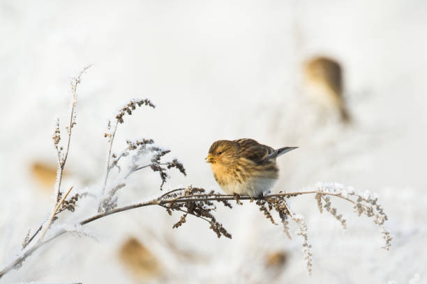 istock Bird - Twite in winter time Poland Europe 1681992517
