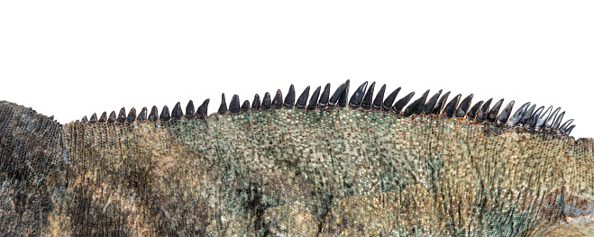 Close-up of the skin and dorsal crest of a Rhinoceros iguana, Cyclura cornuta, isolated on white