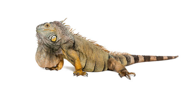 istock Green iguana, Iguana iguana, isolated on white 1681993043