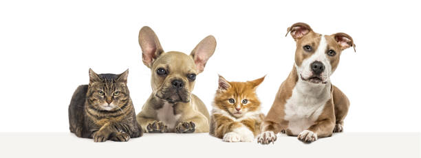 istock Group of dogs and cats leaning together on a empty web banner to place text. 1681994646