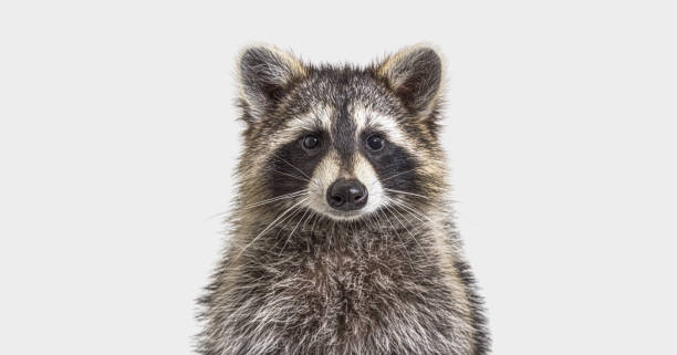 head shot of a young Raccoon facing at the camera, on grey background stock photo