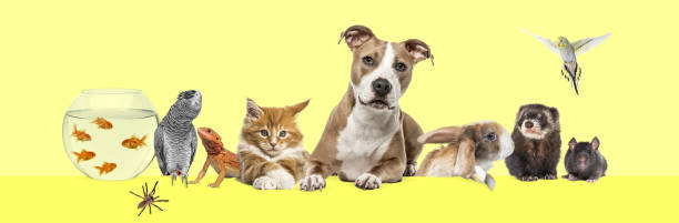 istock Tabby crossbreed cat sitting in front and looking at camera, isolated on grey backgroung 1681995667
