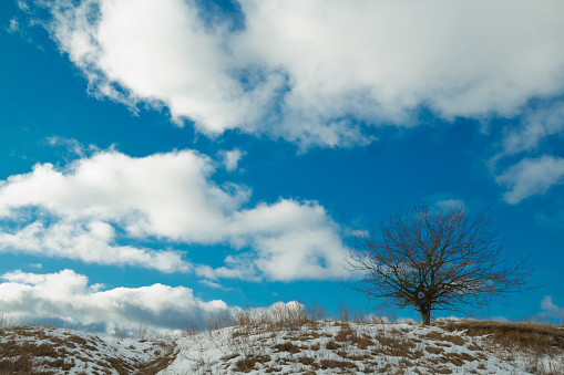 Top of bare winter or spring birch trees on clean bright blue sky as background. Reforestation, deforestation, forest conservation, environment. Low angle shot. Banner with copy space.