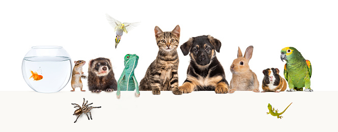 Group of pets leaning together on a empty web banner to place text.   Cats, dogs, rabbit, ferret, rodent,  fish, reptile, bird