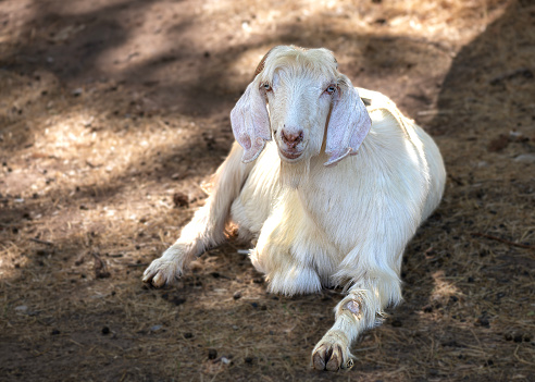 White bearded goat is resting in the shade