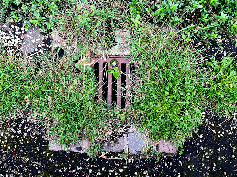 Overgrown drain on the side of a road