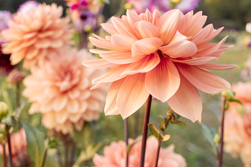 Dahlia field at sunset freshly cut colorful stems