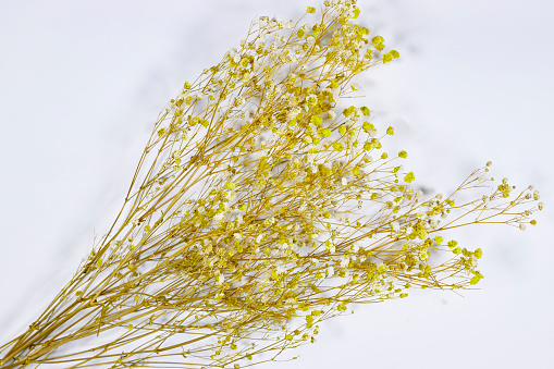 Yellow and white baby's breath, gypsophila dry flowers on gray background. flat lay, top view, copy space