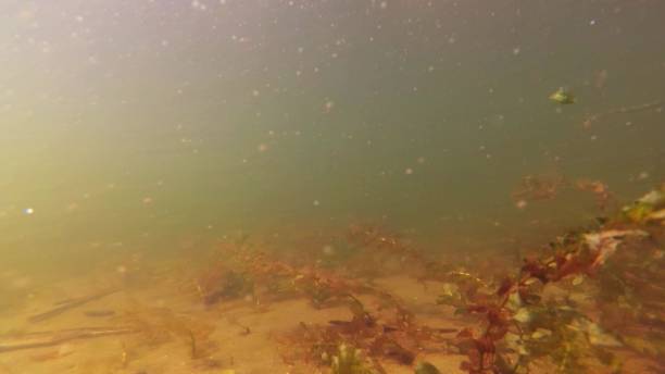 istock Swimming Underwater in Lake with Seaweed POV 1682007889