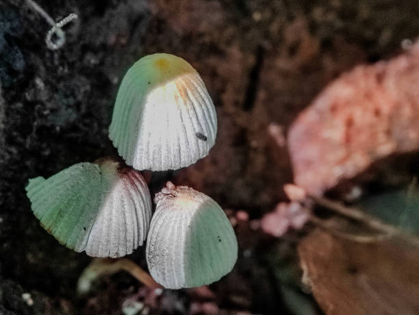 istock Mushrooms in the wild 1682009011