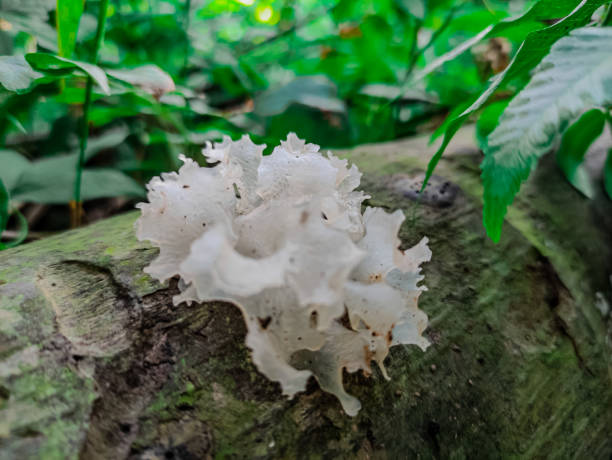istock Mushrooms in the wild 1682010778