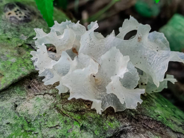 istock Mushrooms in the wild 1682010781