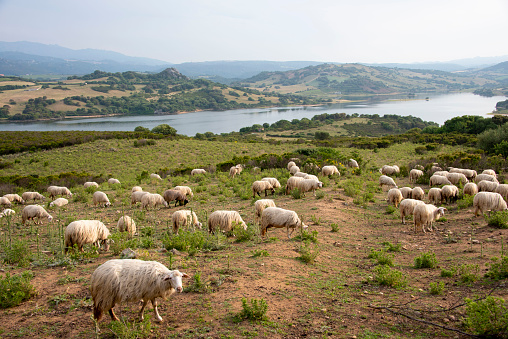 Sarda Sheep Pasture in Sardinia - Italy