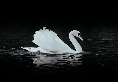 A closeup of a white swan swimming in a dark lake